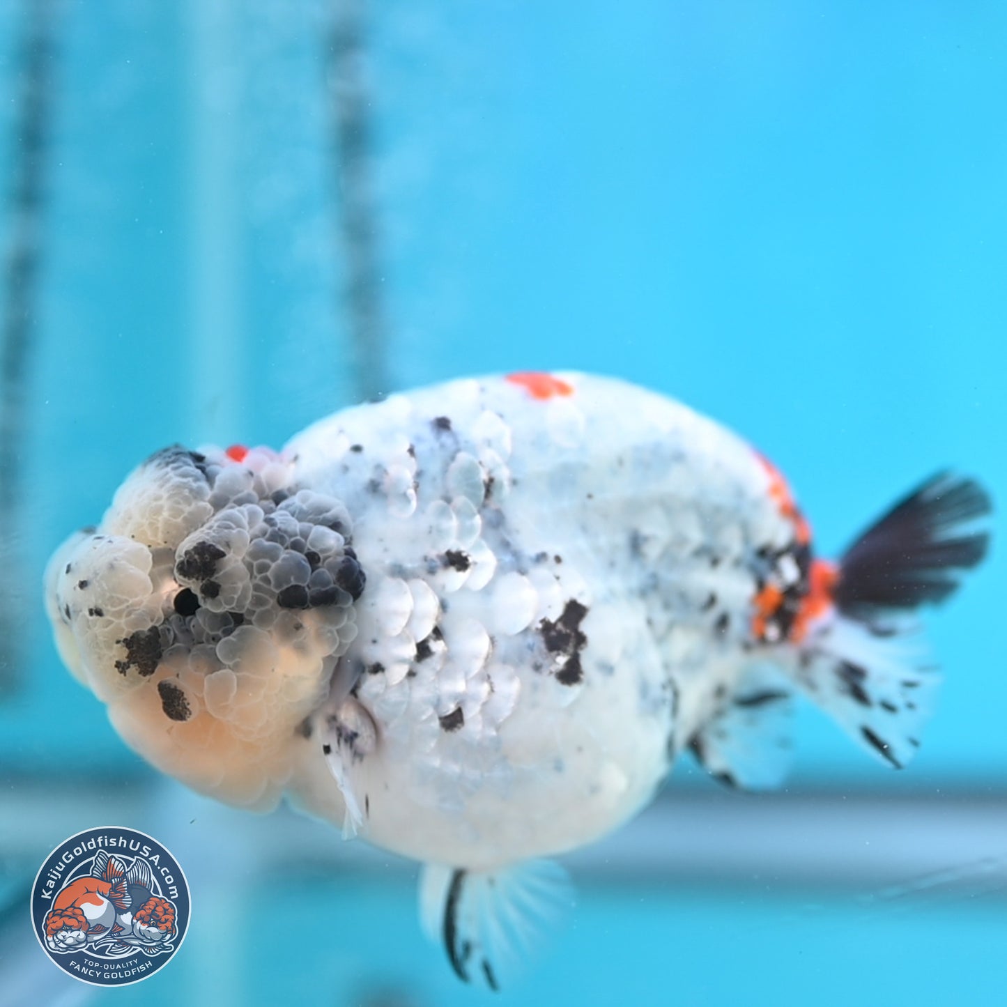 Blue Based Calico Ranchu 4 inches Body - Female (250131_RC01)