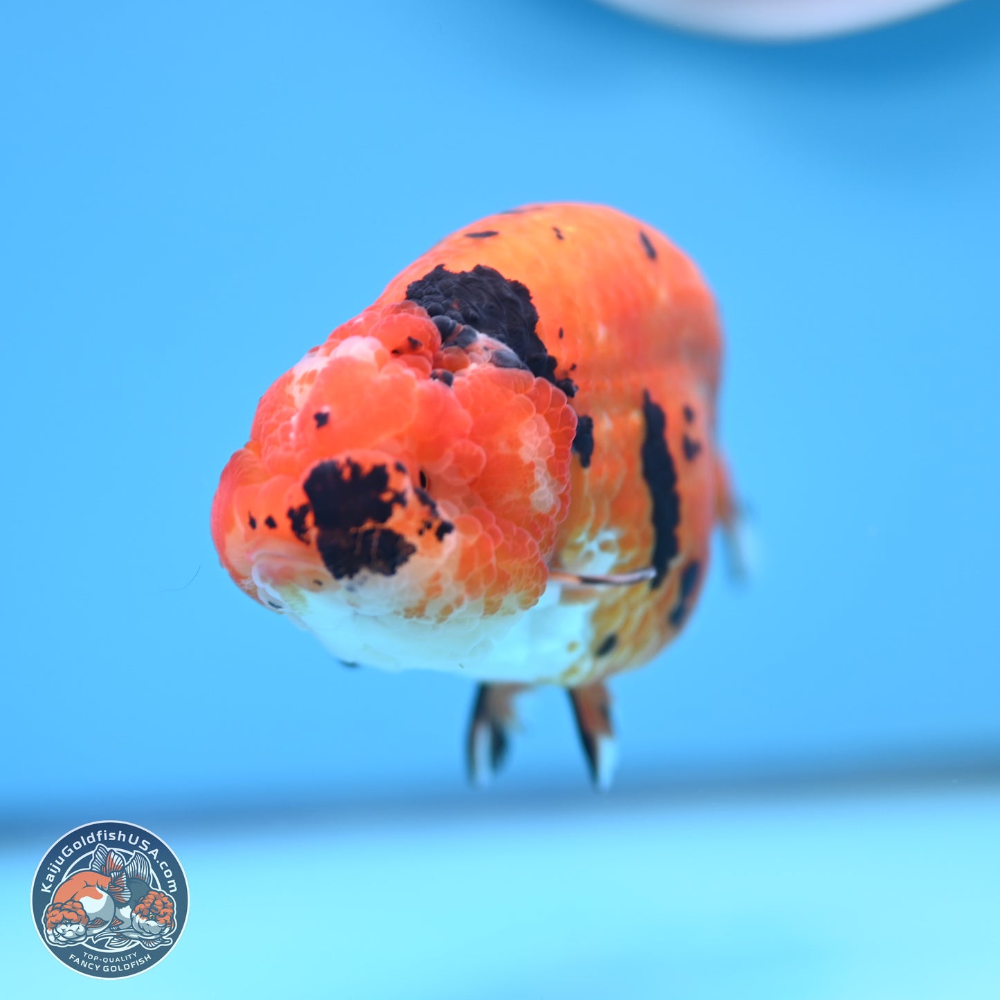 Gold Coin Sakura Ranchu 4.5 inches (241101_RC01) - Kaiju Goldfish USA