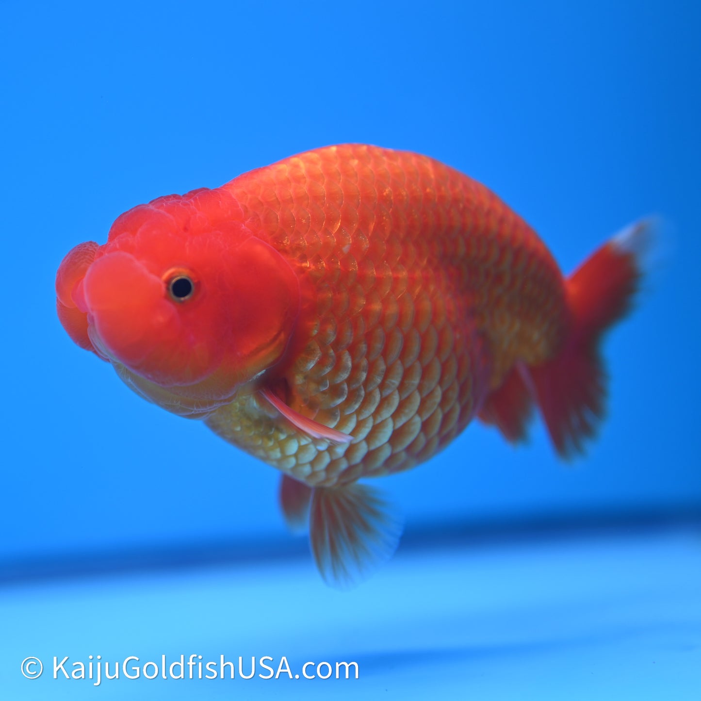 Red/Orange Buffalo Ranchu 4in Body (240621_RC01) - Kaiju Goldfish USA