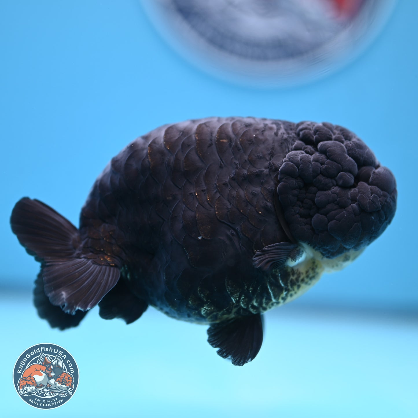 Dragon Scale Black Ranchu 4.5 inches Body - Female (241227_RC01) - Kaiju Goldfish USA