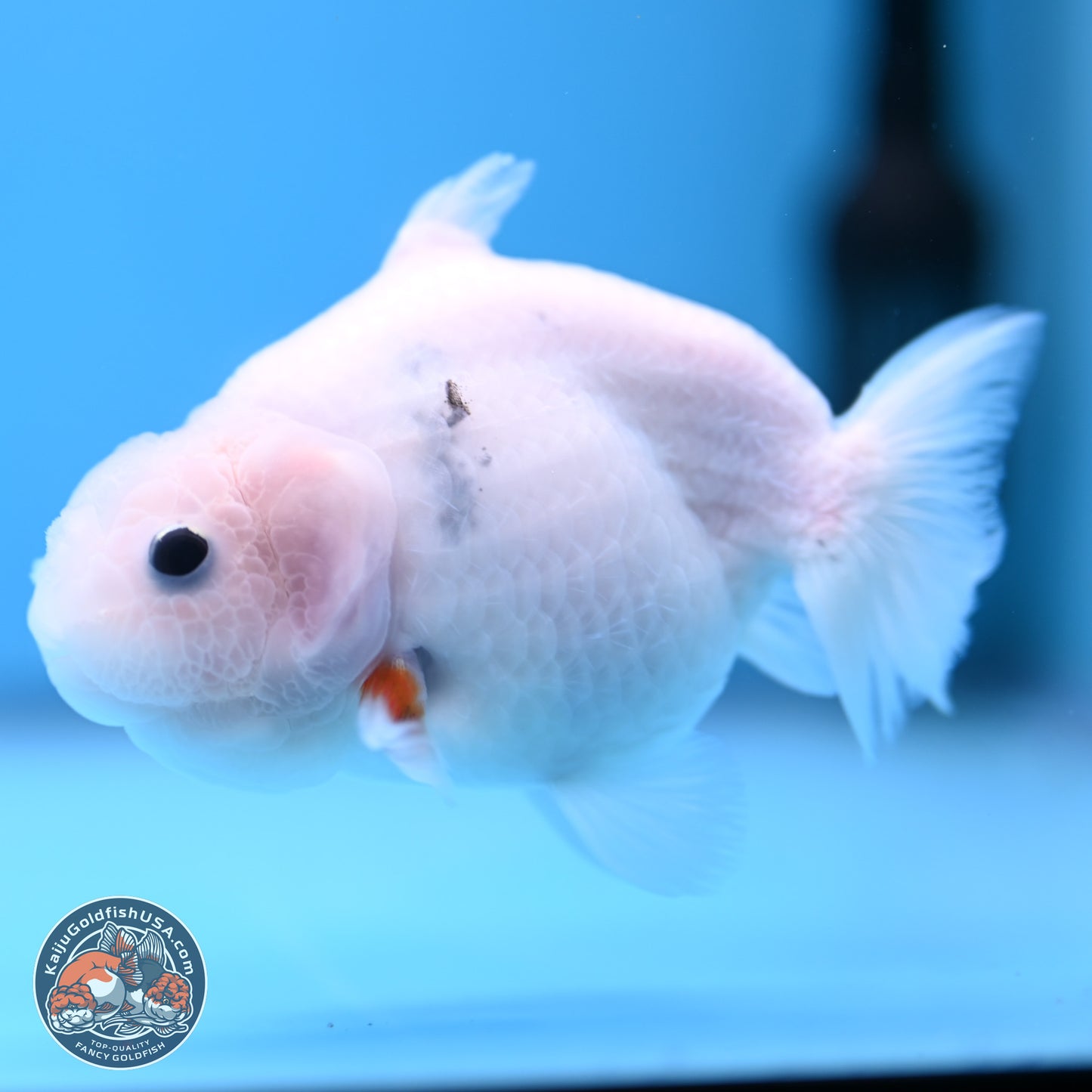 Shark Fin Ranchu 3.5 inches(240802_RC01) - Kaiju Goldfish USA