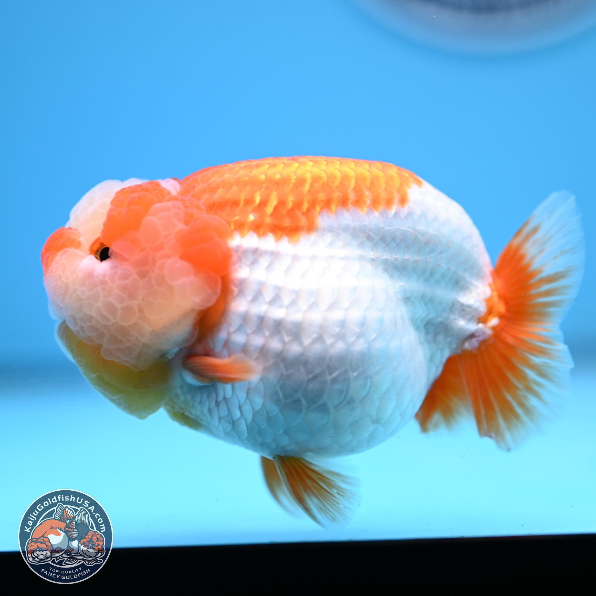 Jade Top Red White Lionchu 4in Body (240823_RC01) - Kaiju Goldfish USA