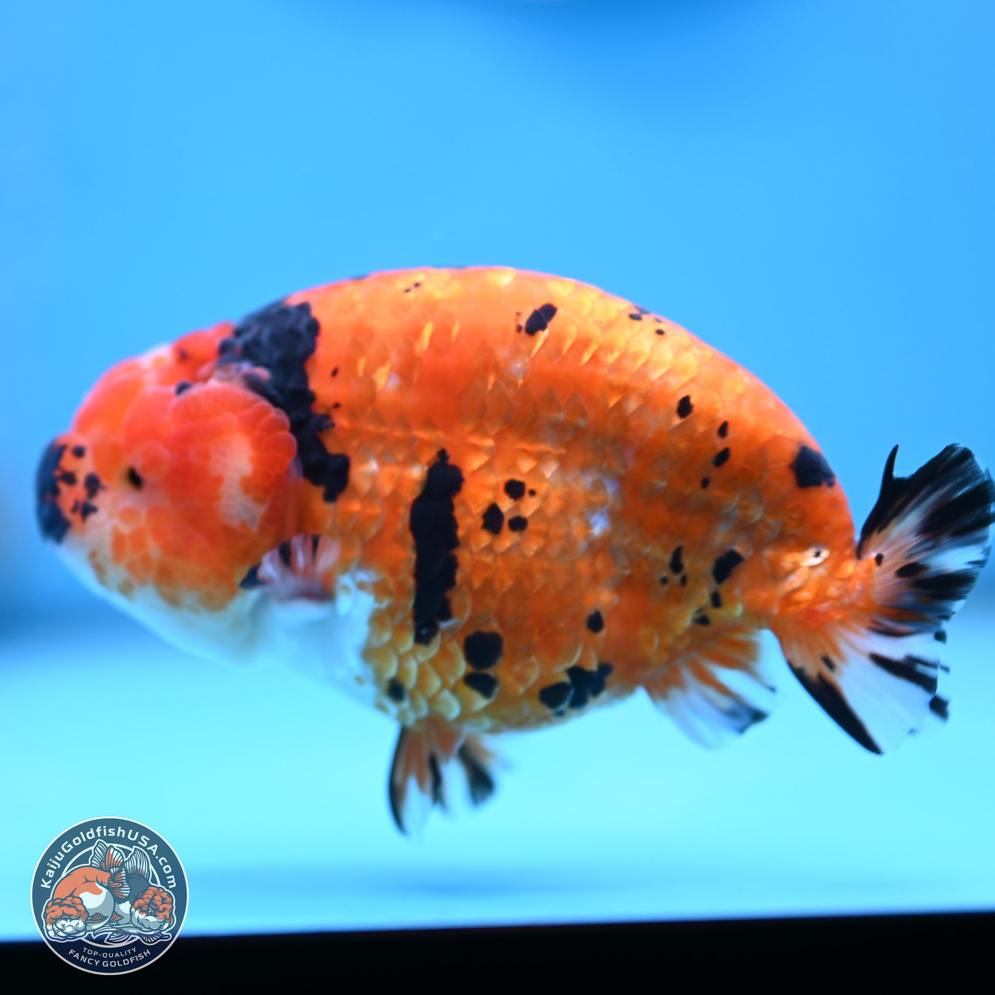 Gold Coin Sakura Ranchu 4.5 inches (241101_RC01) - Kaiju Goldfish USA