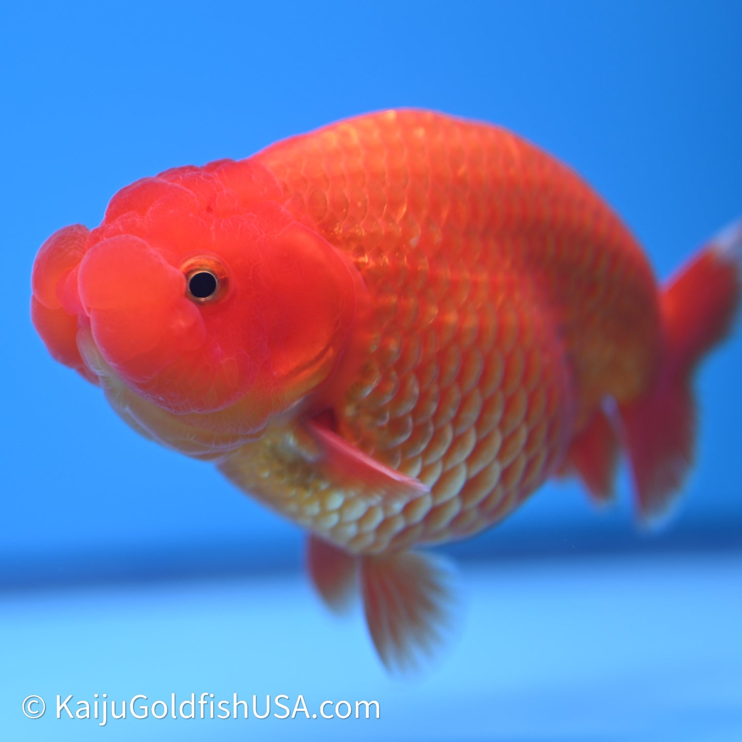 Red/Orange Buffalo Ranchu 4in Body (240621_RC01) - Kaiju Goldfish USA