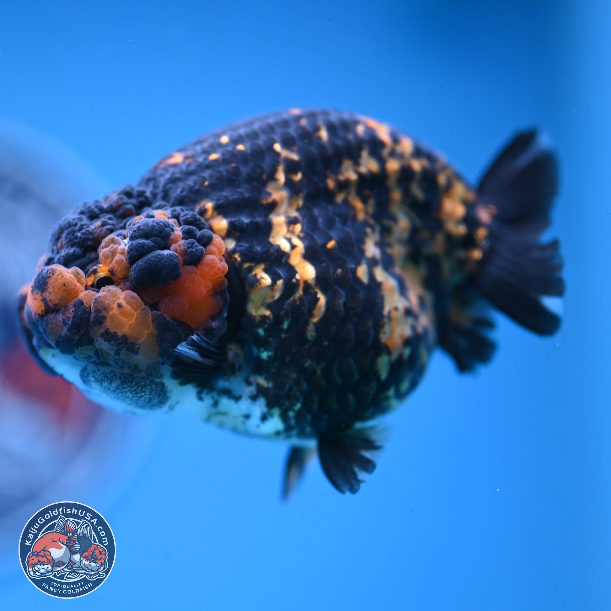 Heavy Ink Tiger Ranchu 4 inches Body - Female (250103_RC01) - Kaiju Goldfish USA