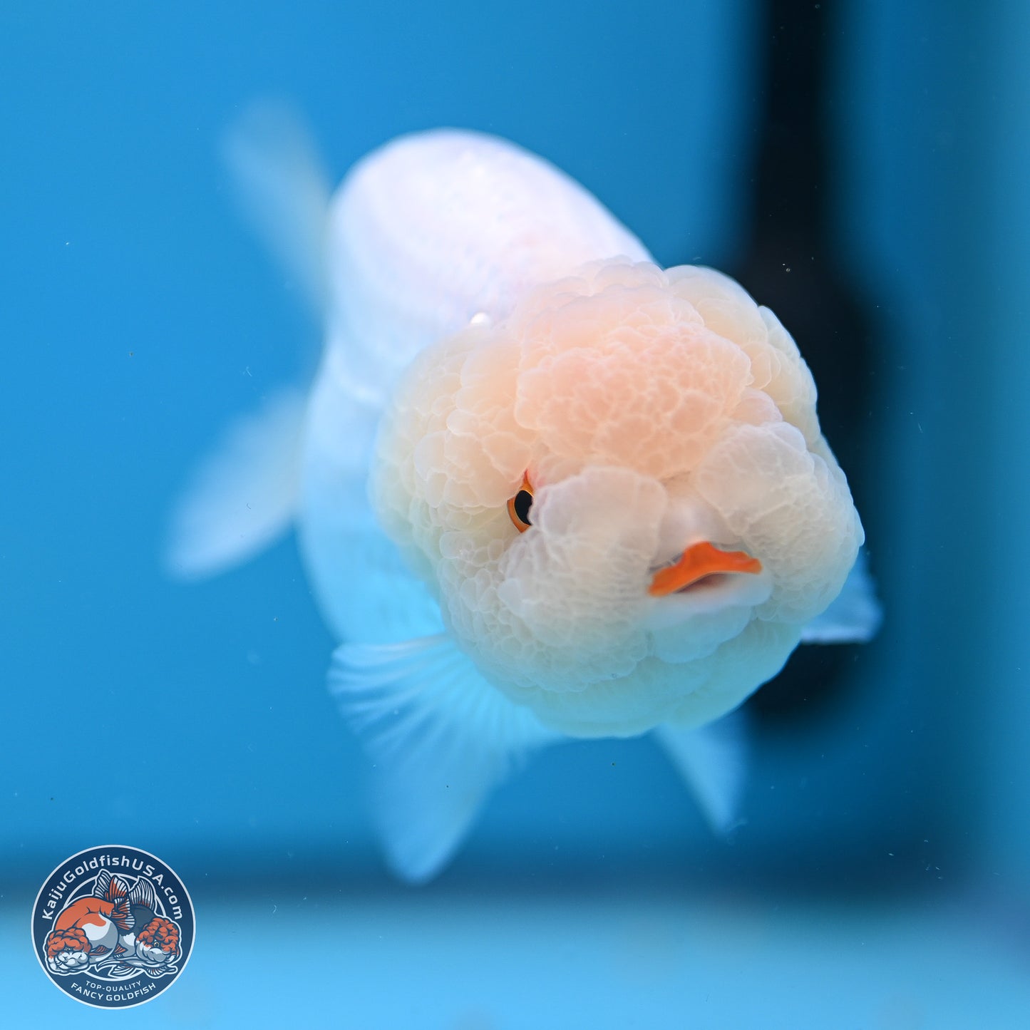 AA Grade Lemon Head White Lionchu 3.5-4 inches (240906_RC01) - Kaiju Goldfish USA