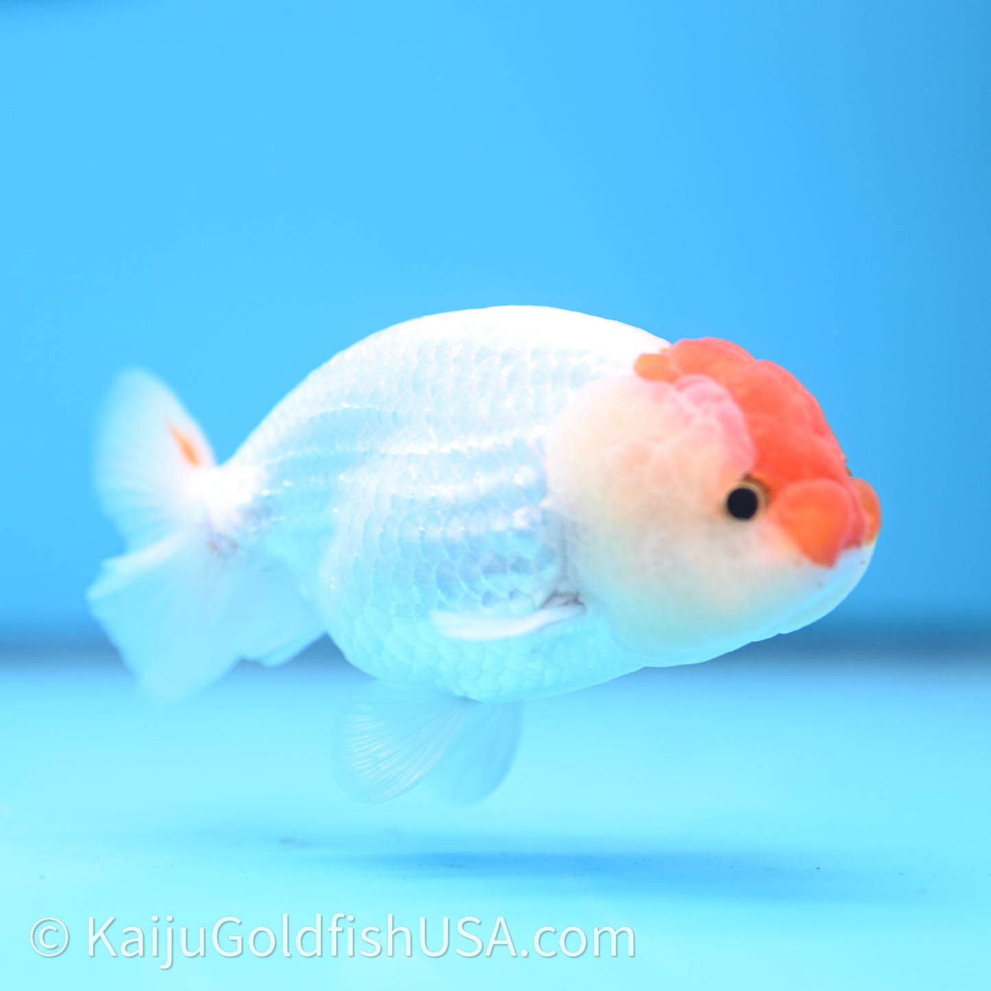 Red White Lionchu 3.5in body (240726_RC01) - Kaiju Goldfish USA