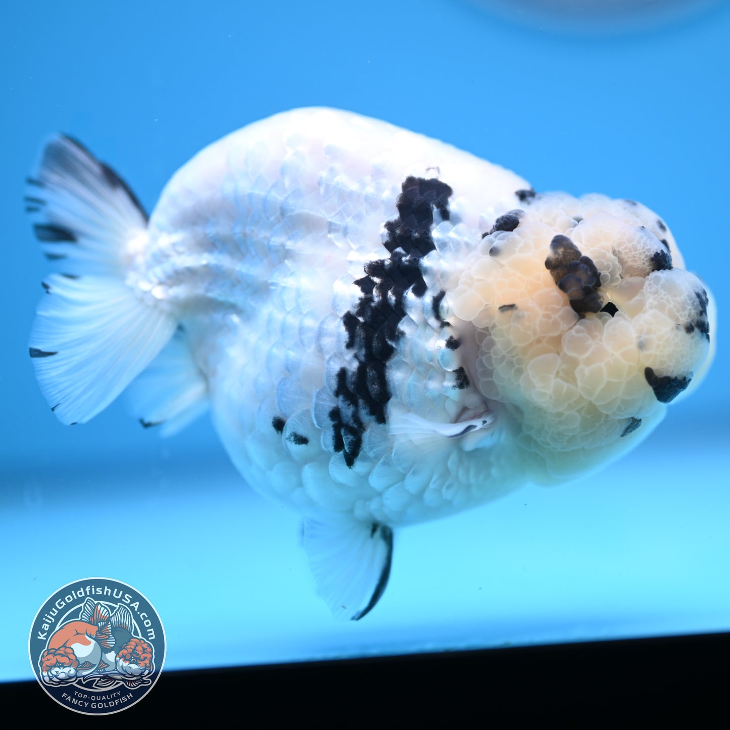 Panda Ranchu 4.25 inches Body (250530_RC01)