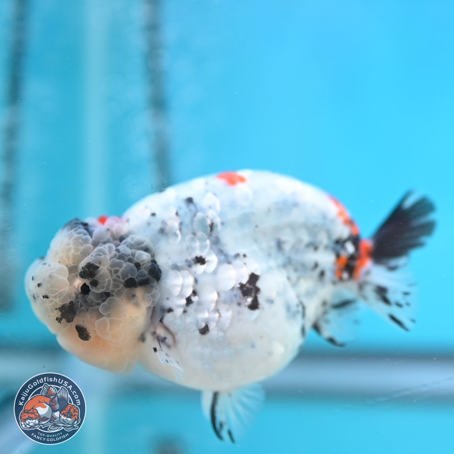 Blue Based Calico Ranchu 4 inches Body - Female (250131_RC01)