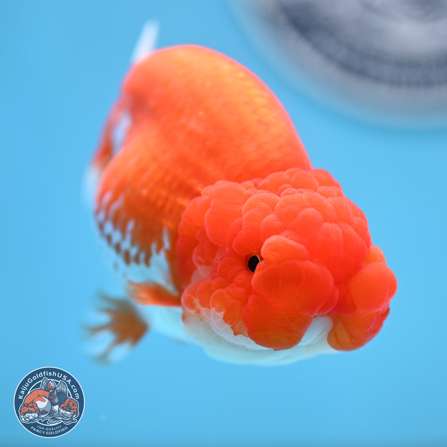 Red White Buffalo Ranchu 4.5 inches Body - Female (250404_RC01)