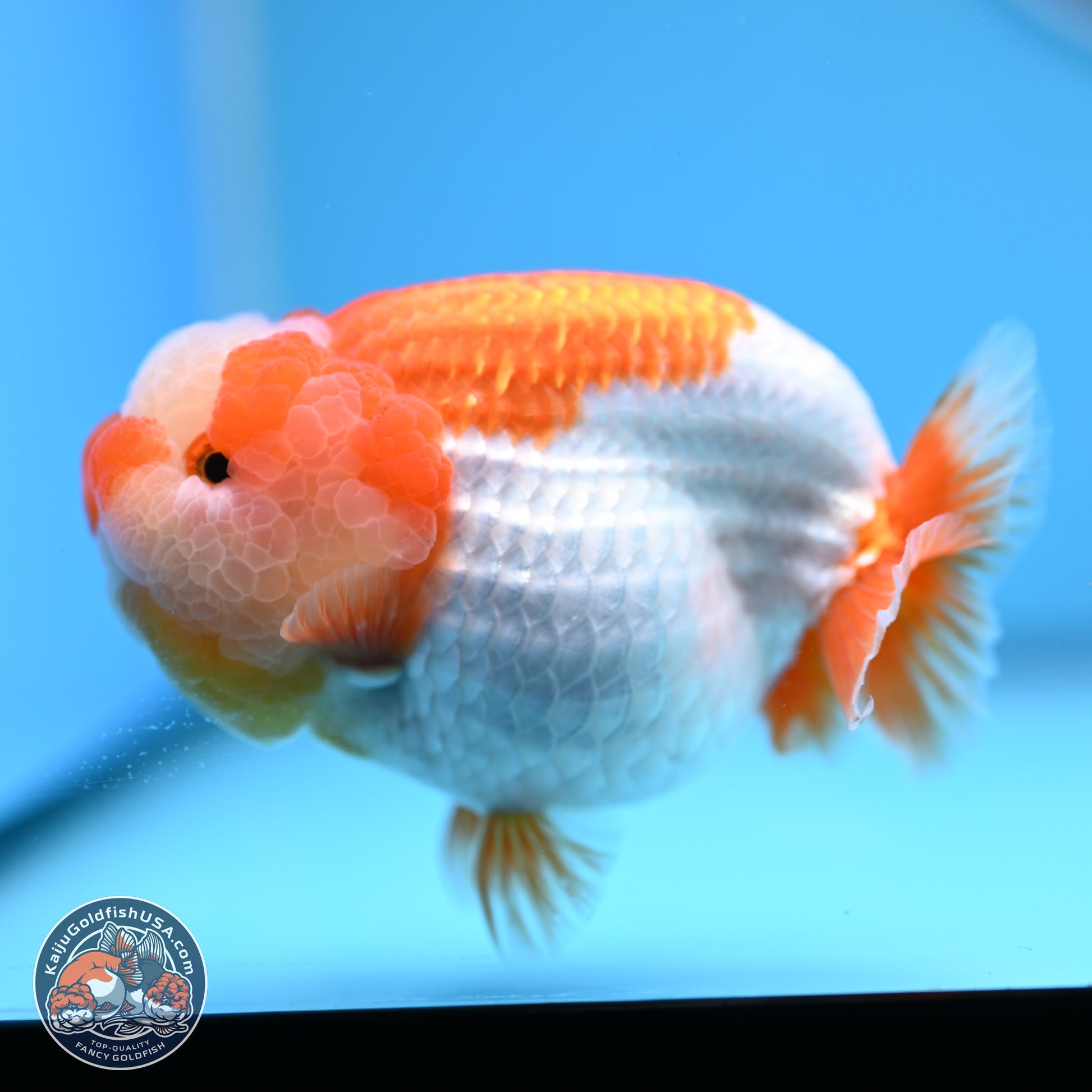 Jade Top Red White Lionchu 4in Body (240823_RC01) - Kaiju Goldfish USA