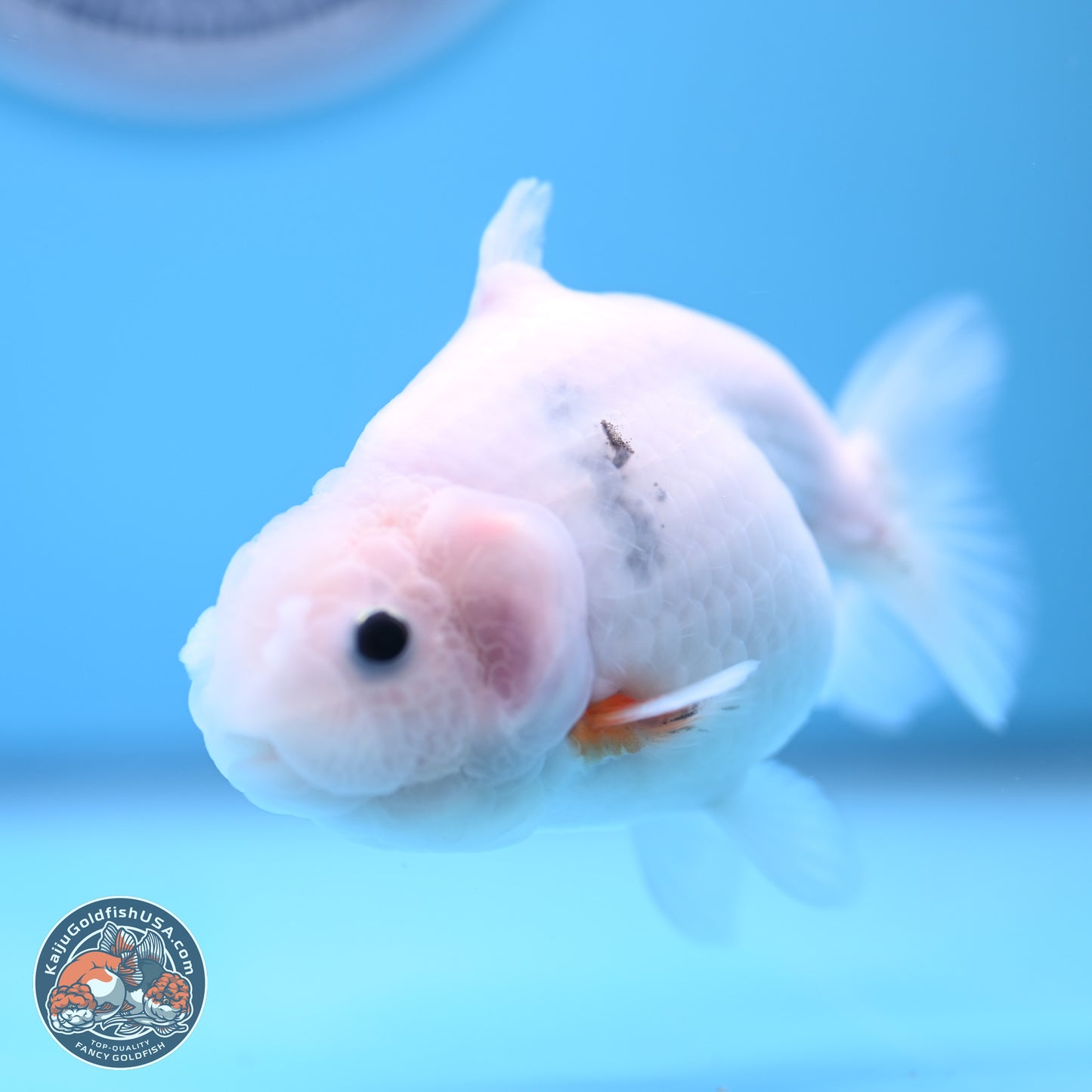 Shark Fin Ranchu 3.5 inches(240802_RC01) - Kaiju Goldfish USA