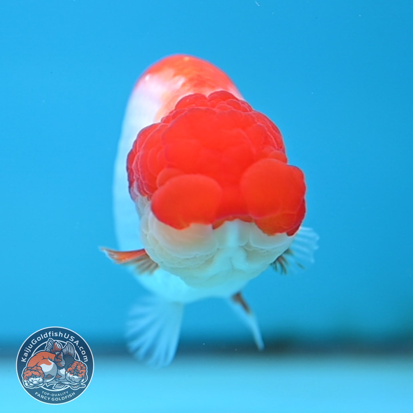 Red White Buffalo Ranchu 4 inches Body (250516_RC01)