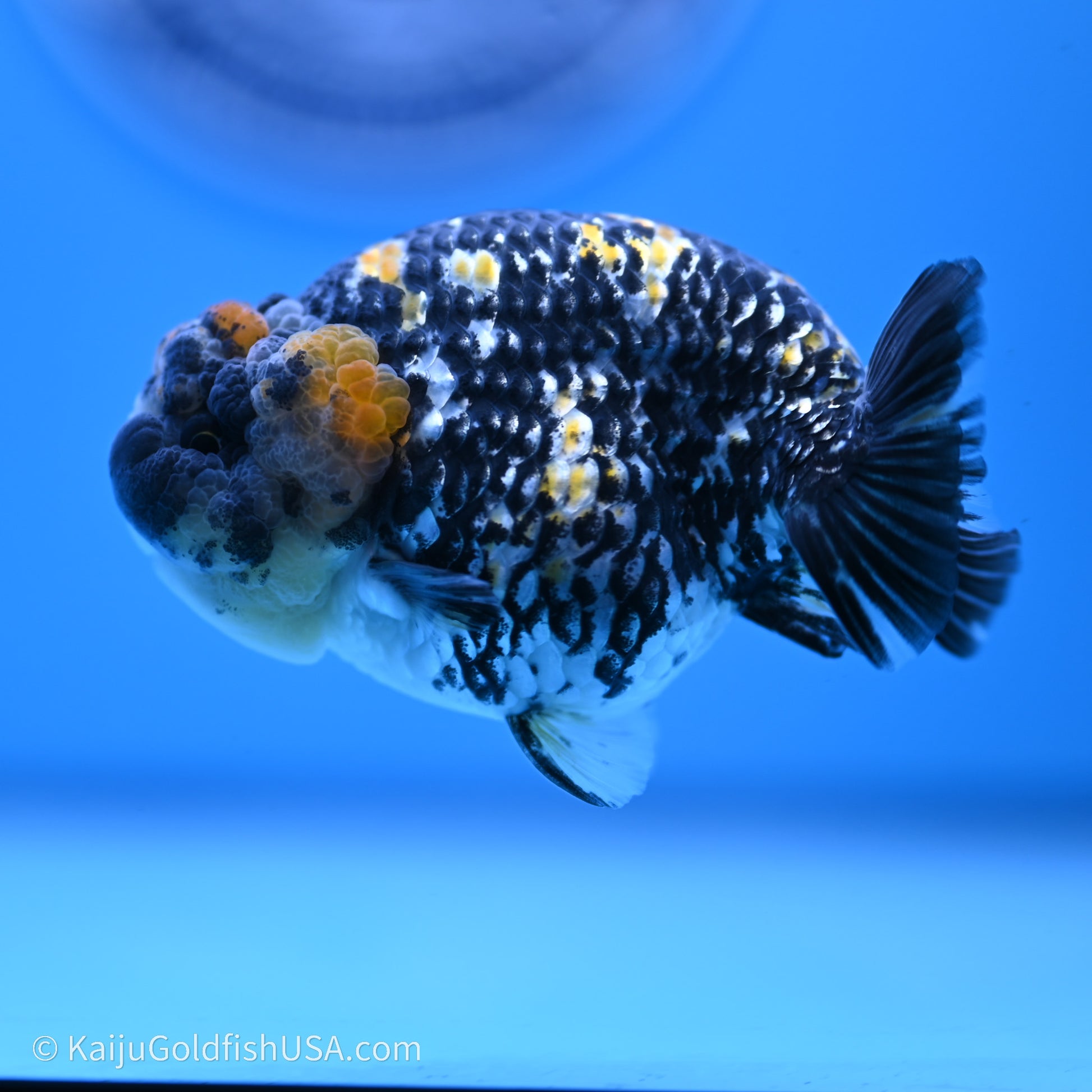 Tricolor Heavy Ink Tiger Ranchu 3.5 inches (240719_RC01) - Kaiju Goldfish USA