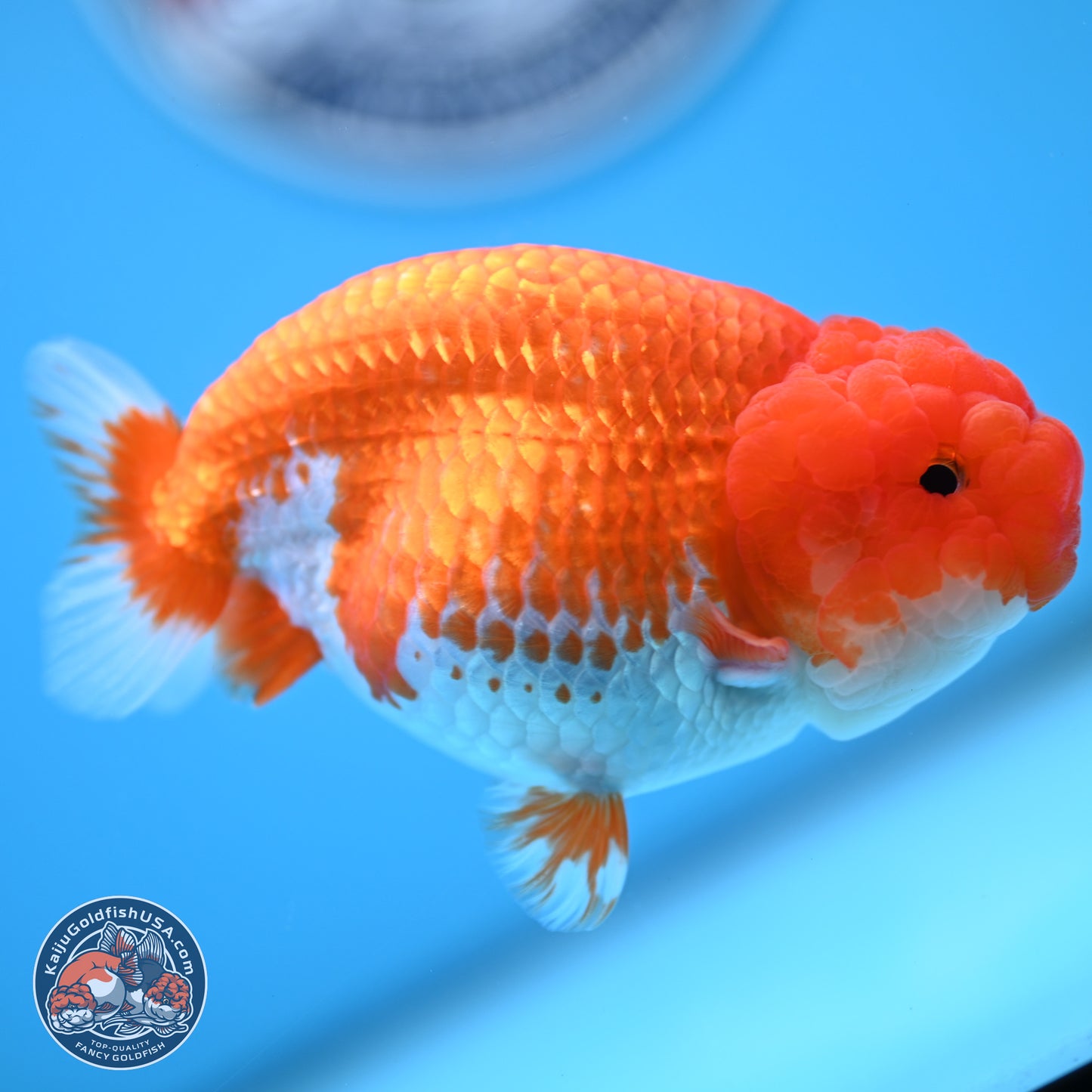 Red White Buffalo Ranchu 4.5 inches Body - Female (250404_RC01)