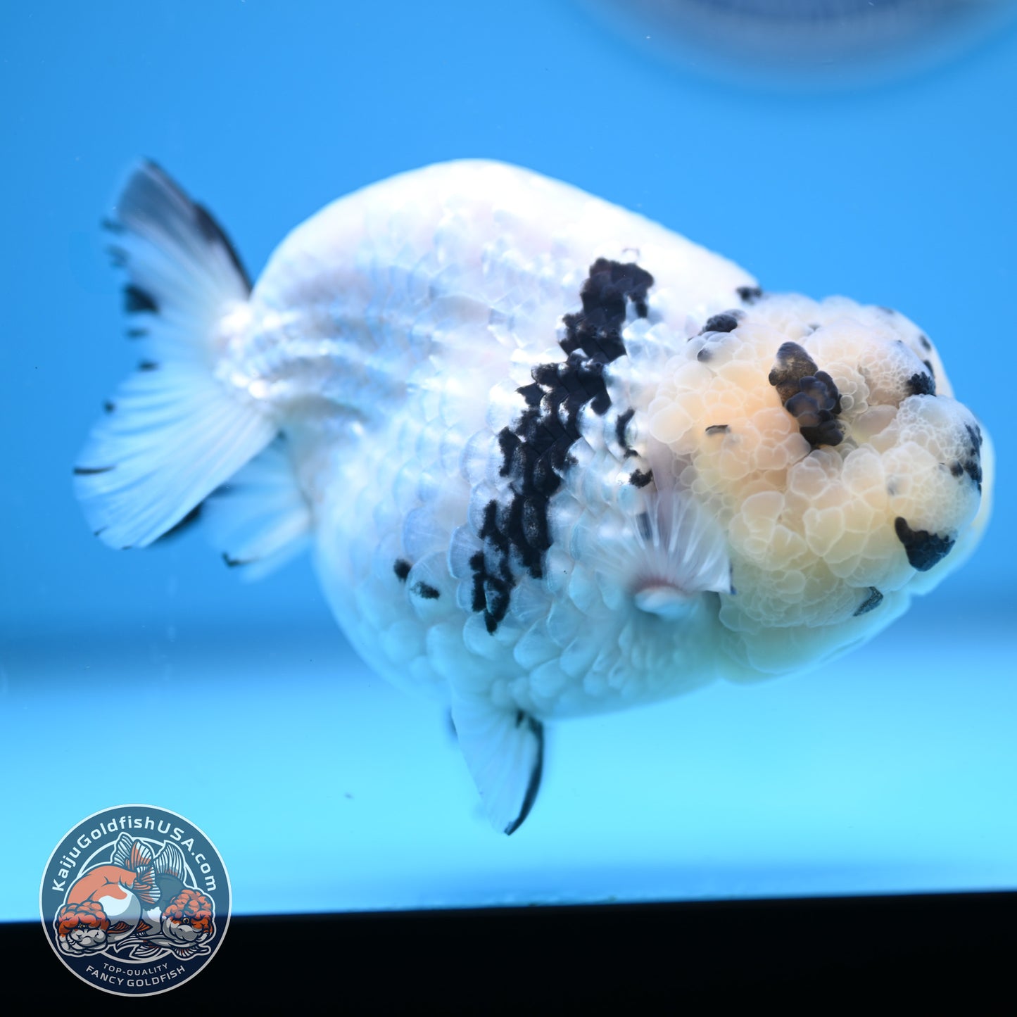 Panda Ranchu 4.25 inches Body (250530_RC01)