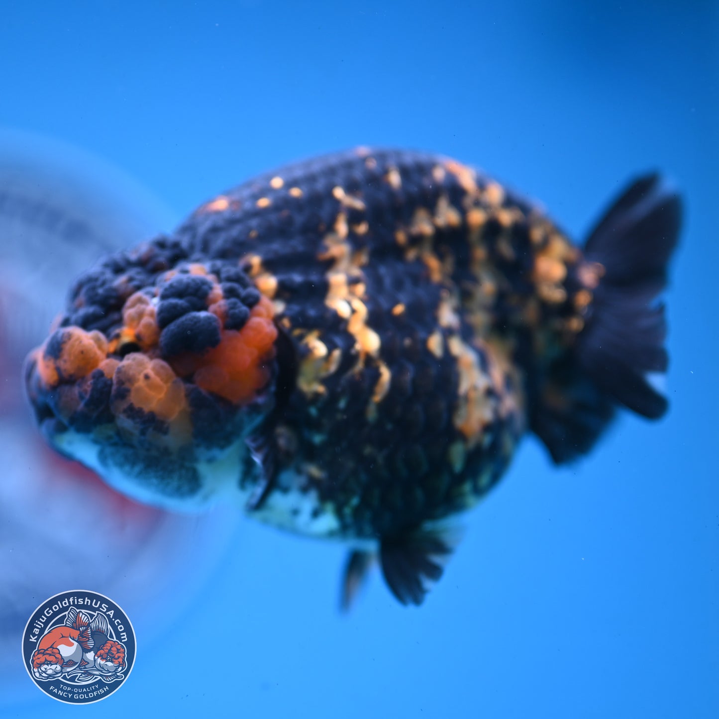 Heavy Ink Tiger Ranchu 4 inches Body - Female (250103_RC01) - Kaiju Goldfish USA