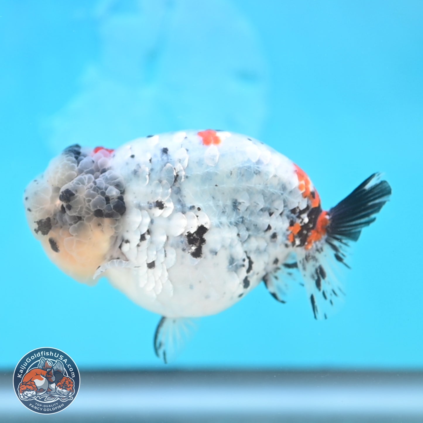 Blue Based Calico Ranchu 4 inches Body - Female (250131_RC01)