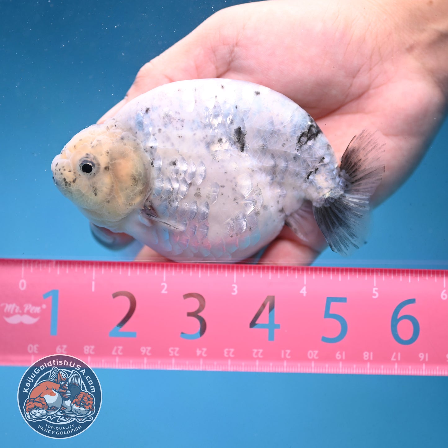 Granite Ranchu 4.5 inch Body (250926_RC01)