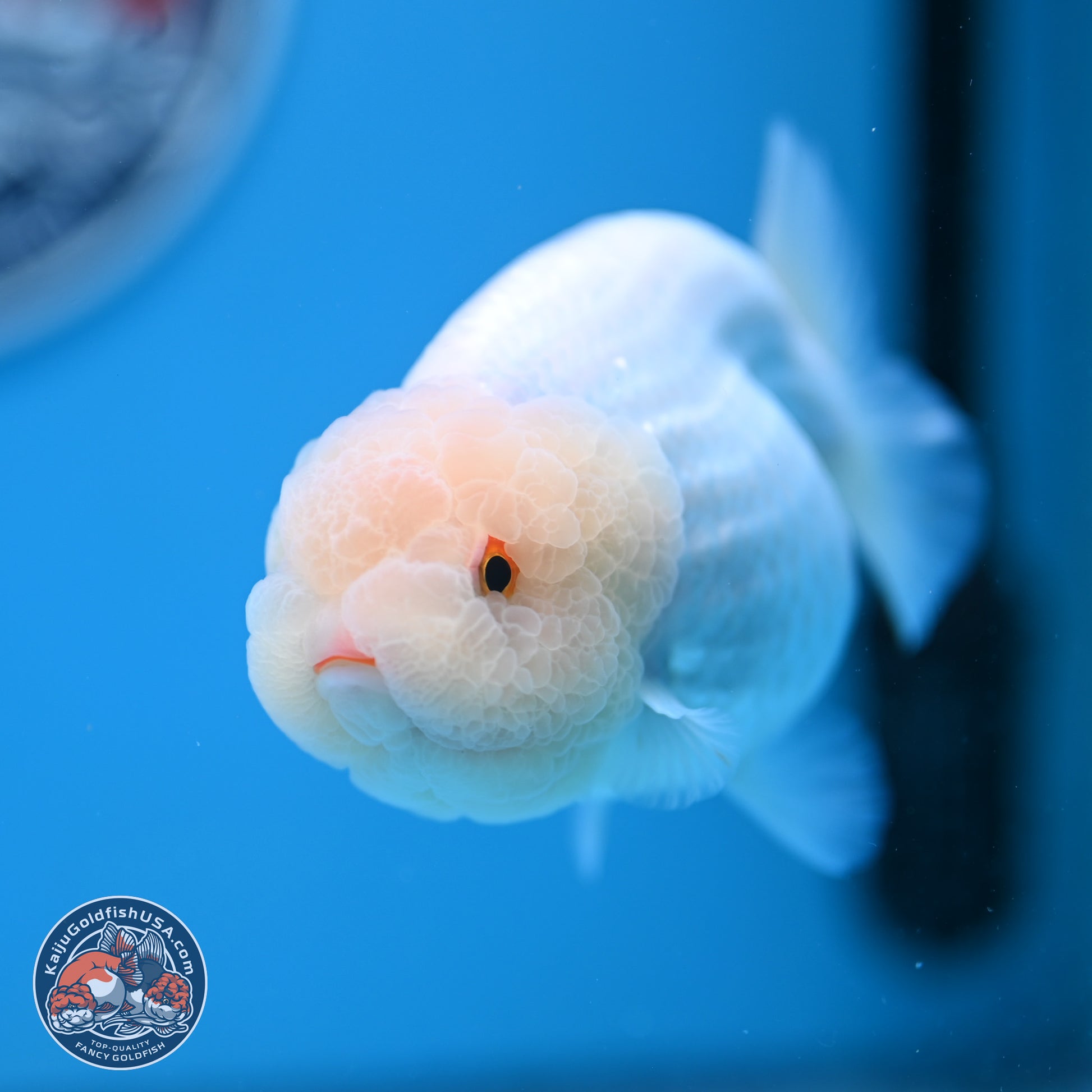 AA Grade Lemon Head White Lionchu 3.5-4 inches (240906_RC01) - Kaiju Goldfish USA