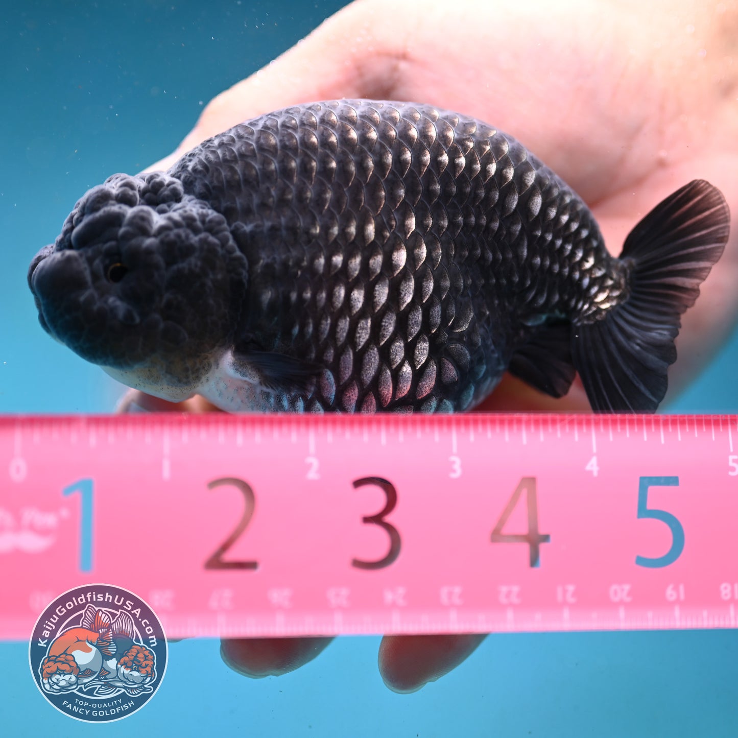Platinum Ranchu 4.5 inch Body (251003_RC01)