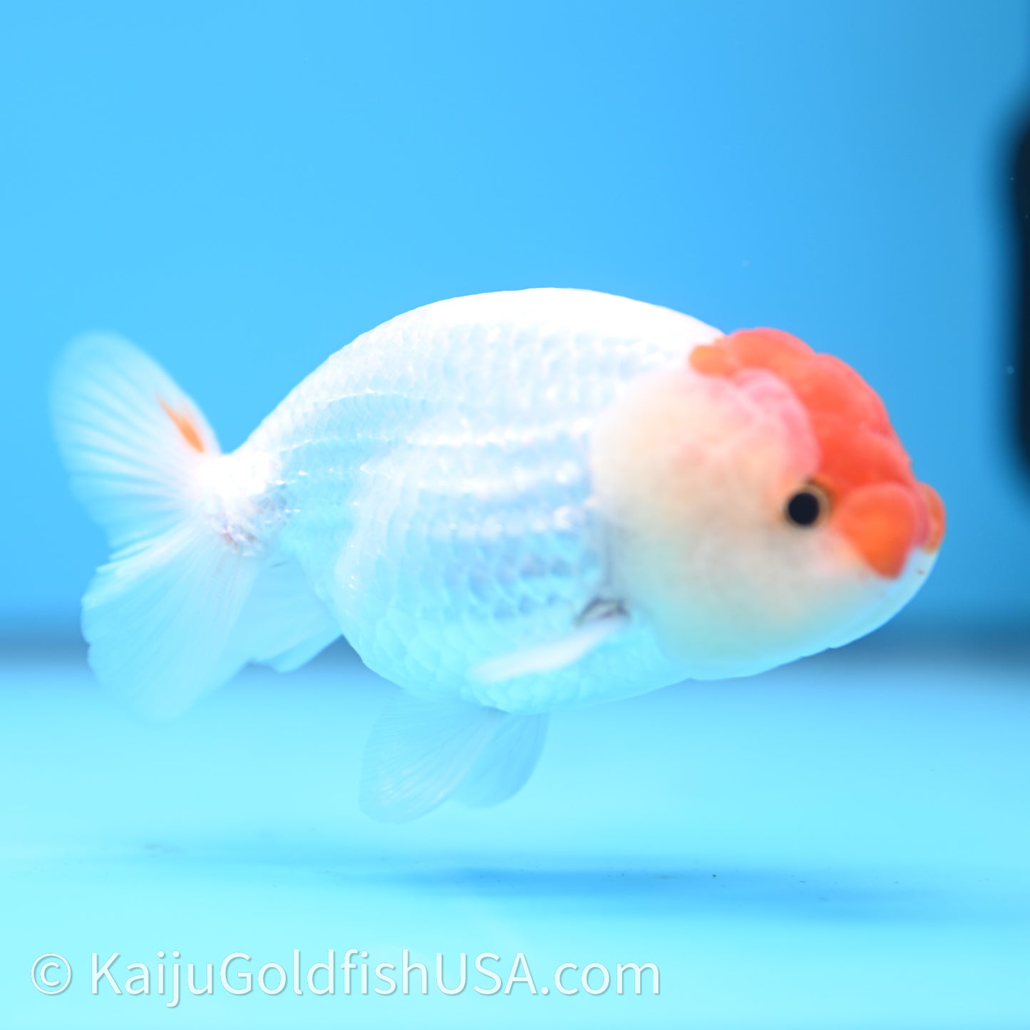 Red White Lionchu 3.5in body (240726_RC01) - Kaiju Goldfish USA