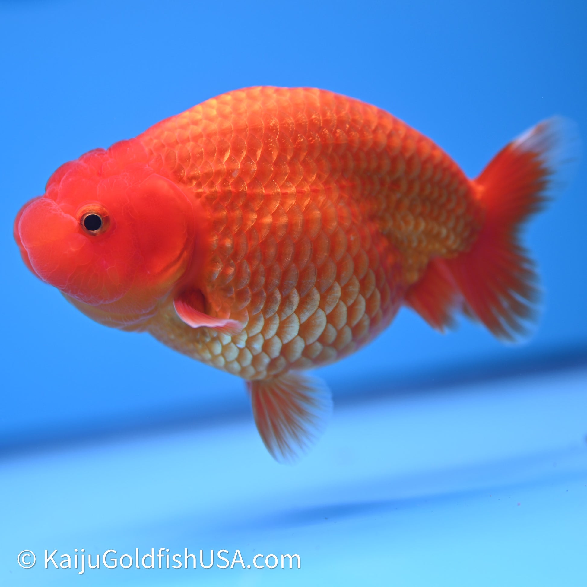 Red/Orange Buffalo Ranchu 4in Body (240621_RC01) - Kaiju Goldfish USA