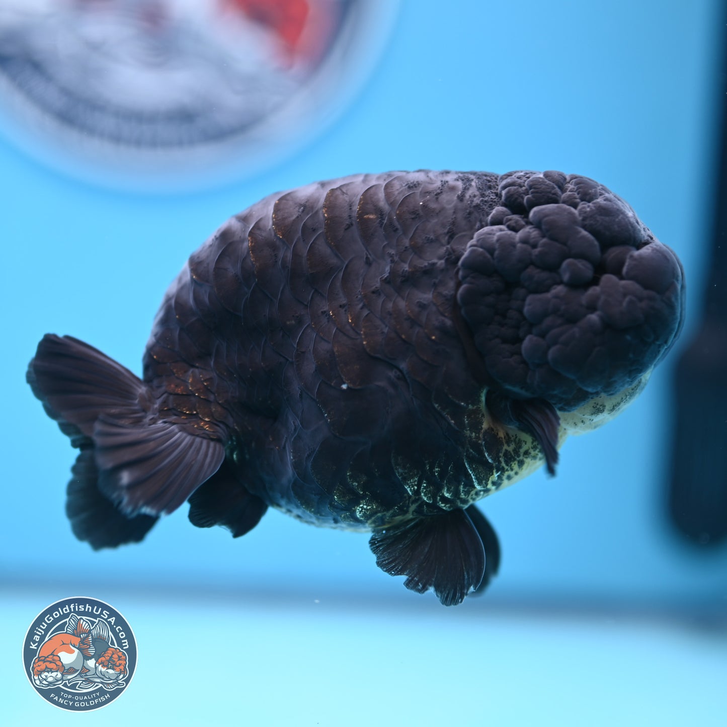 Dragon Scale Black Ranchu 4.5 inches Body - Female (241227_RC01) - Kaiju Goldfish USA