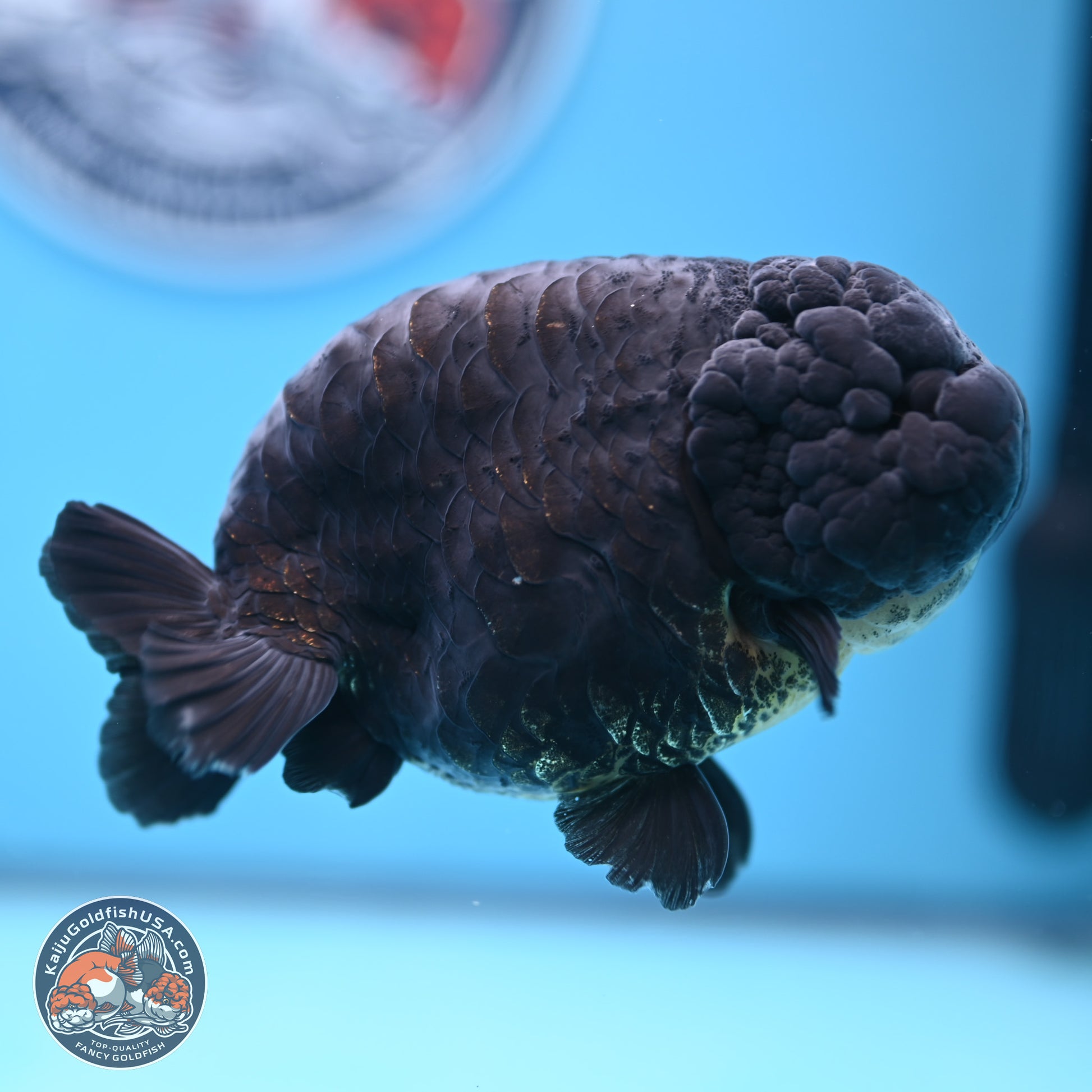 Dragon Scale Black Ranchu 4.5 inches Body - Female (241227_RC01) - Kaiju Goldfish USA