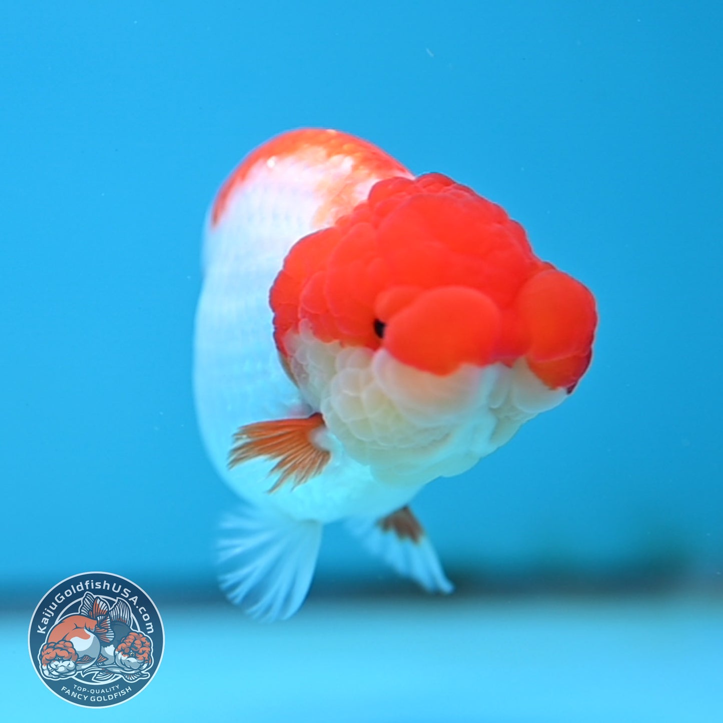 Red White Buffalo Ranchu 4 inches Body (250516_RC01)