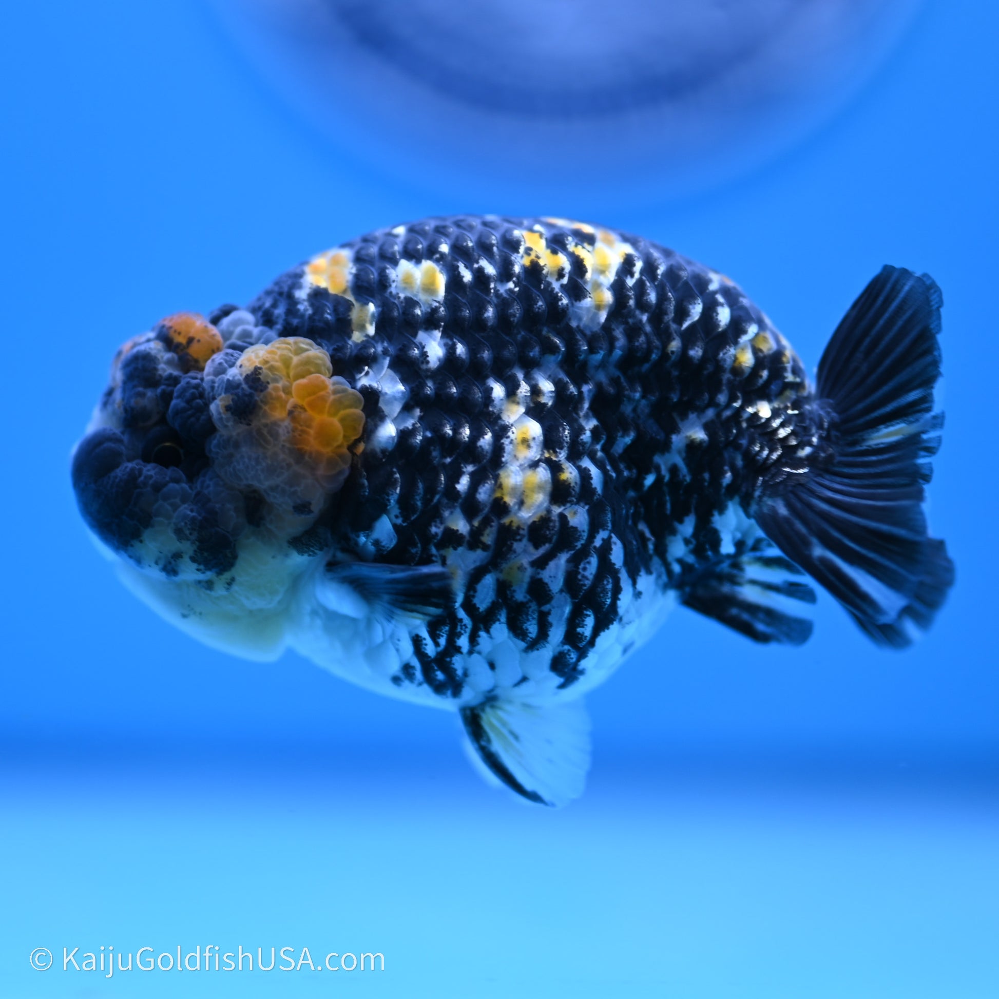 Tricolor Heavy Ink Tiger Ranchu 3.5 inches (240719_RC01) - Kaiju Goldfish USA