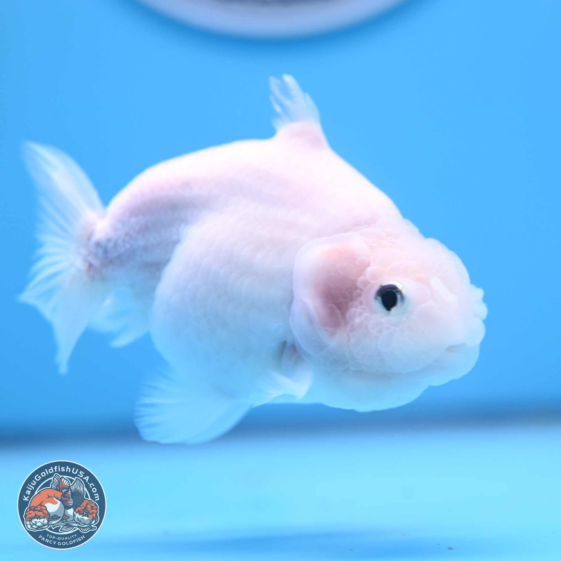 Shark Fin Ranchu 3.5 inches(240802_RC01) - Kaiju Goldfish USA