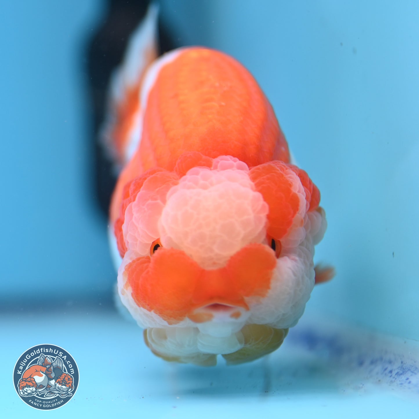 Jade Top Red White Lionchu 4in Body (240823_RC01) - Kaiju Goldfish USA