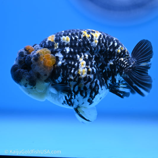 Tricolor Heavy Ink Tiger Ranchu 3.5 inches (240719_RC01) - Kaiju Goldfish USA