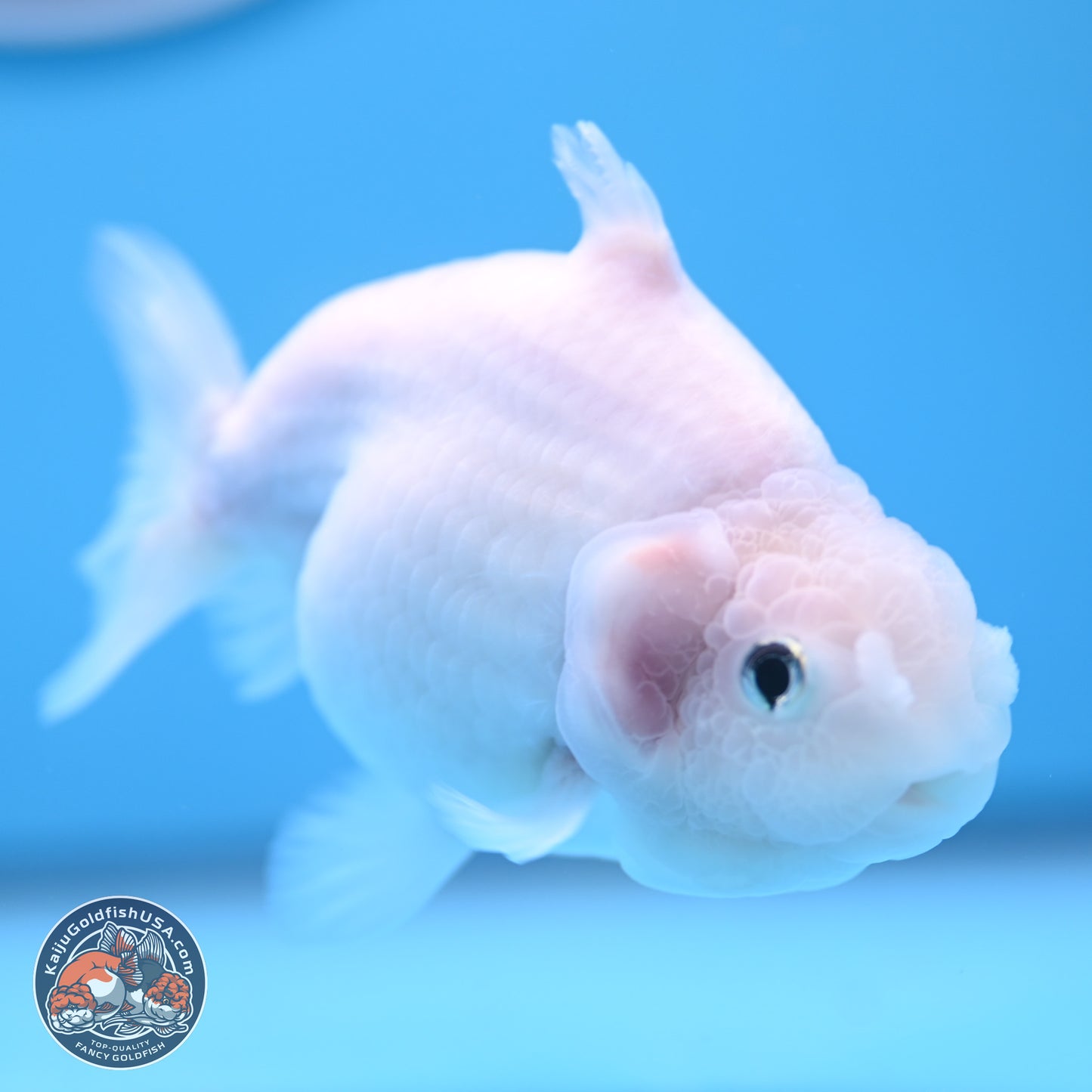 Shark Fin Ranchu 3.5 inches(240802_RC01) - Kaiju Goldfish USA