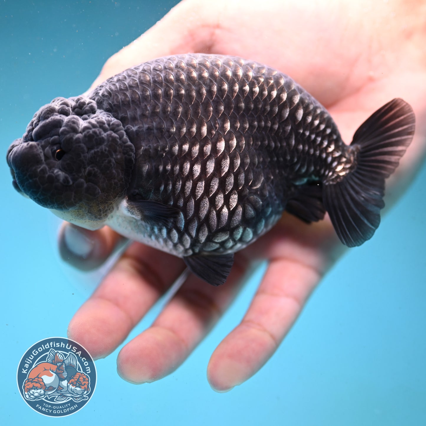 Platinum Ranchu 4.5 inch Body (251003_RC01)