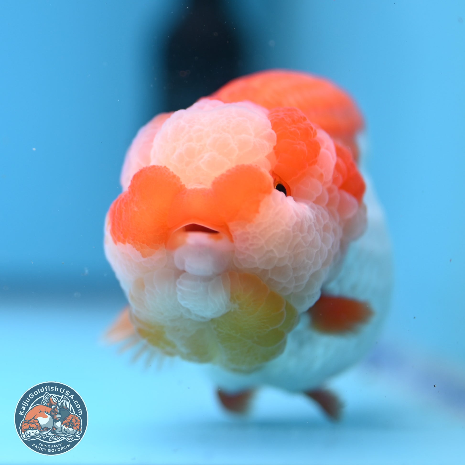 Jade Top Red White Lionchu 4in Body (240823_RC01) - Kaiju Goldfish USA