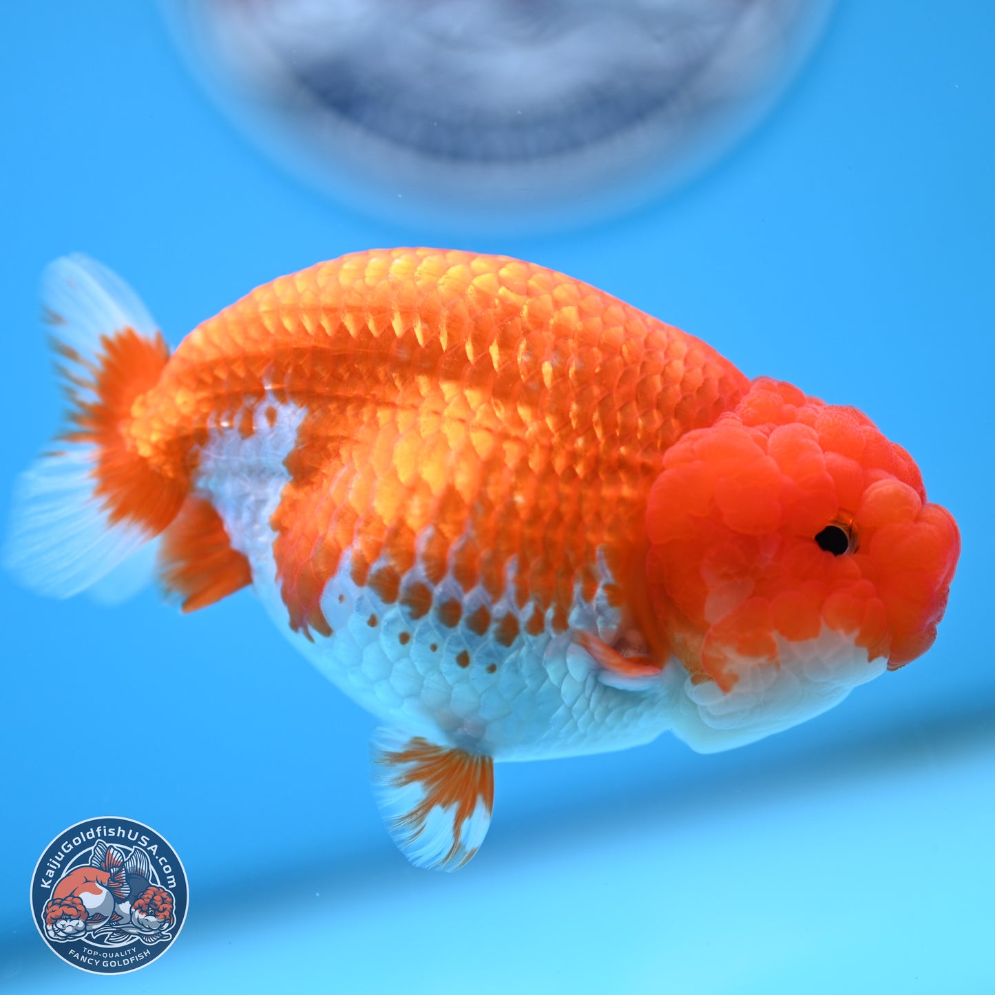 Red White Buffalo Ranchu 4.5 inches Body - Female (250404_RC01)