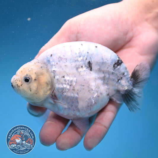 Granite Ranchu 4.5 inch Body (250926_RC01)