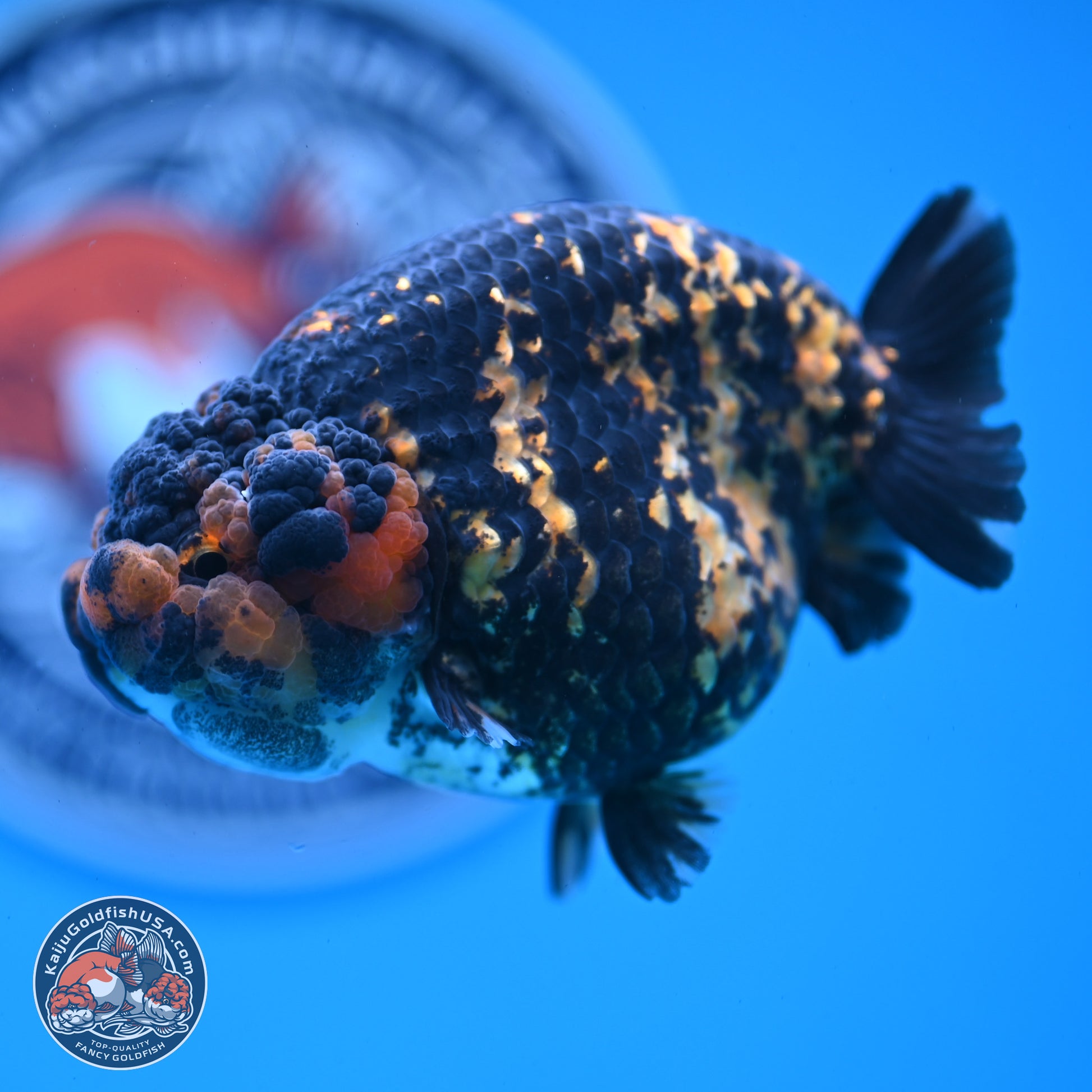 Heavy Ink Tiger Ranchu 4 inches Body - Female (250103_RC01) - Kaiju Goldfish USA