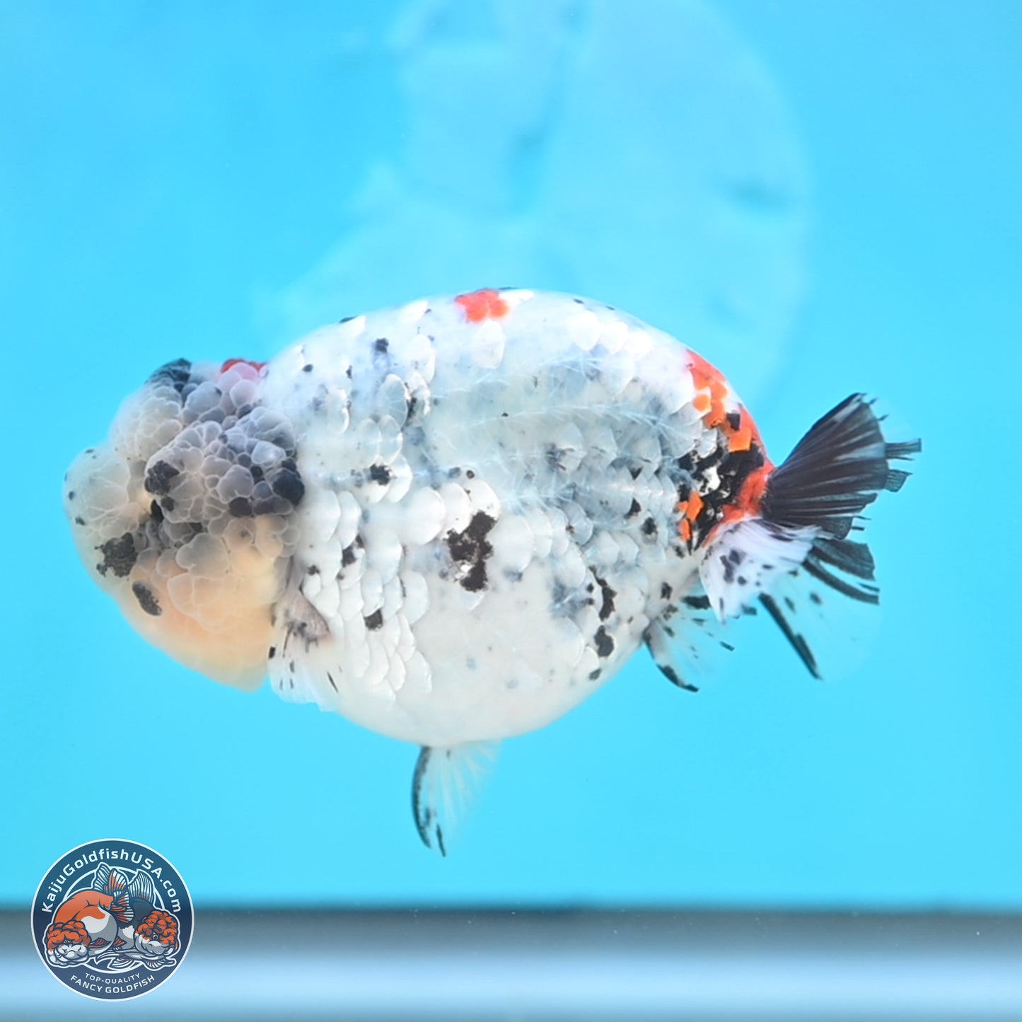 Blue Based Calico Ranchu 4 inches Body - Female (250131_RC01)