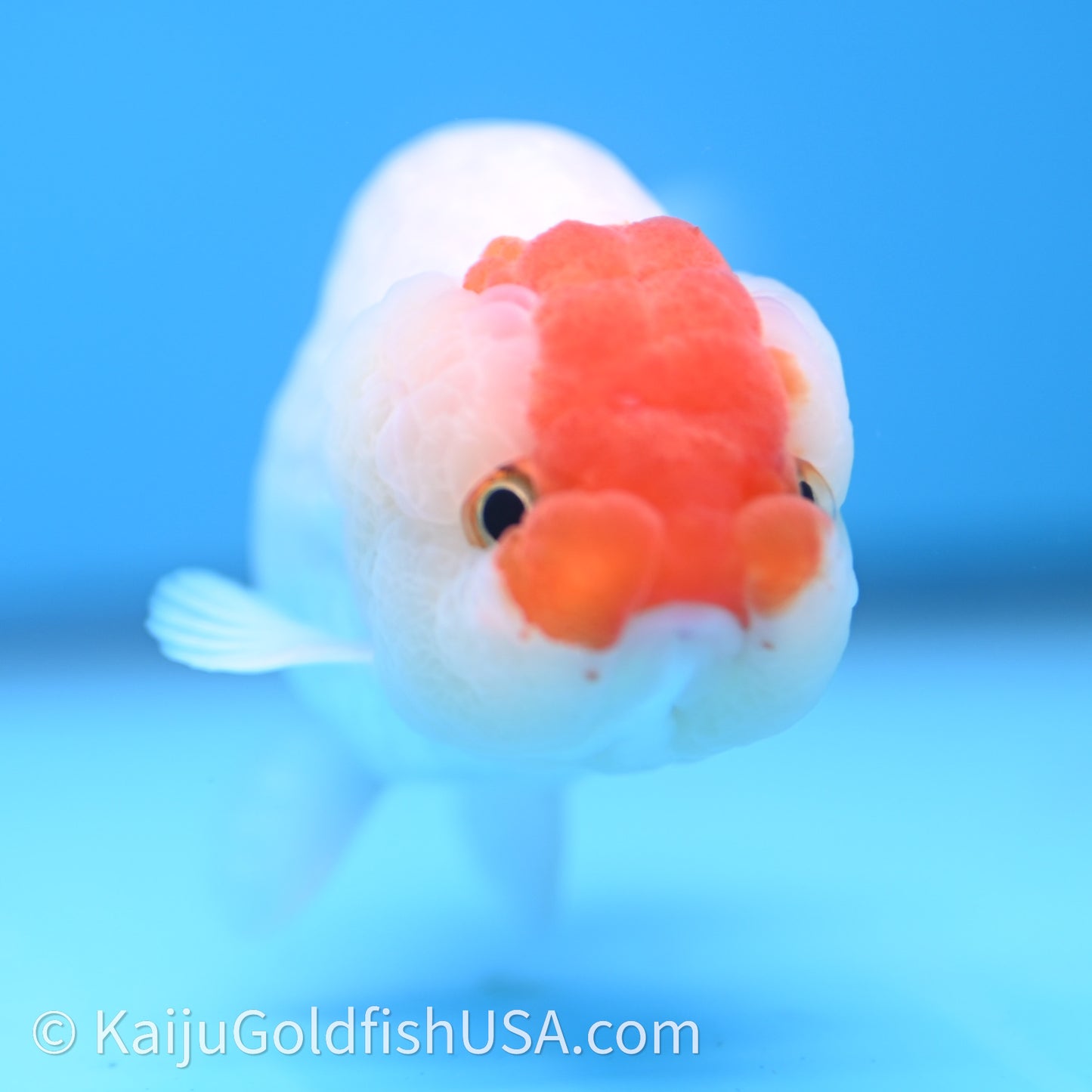 Red White Lionchu 3.5in body (240726_RC01) - Kaiju Goldfish USA