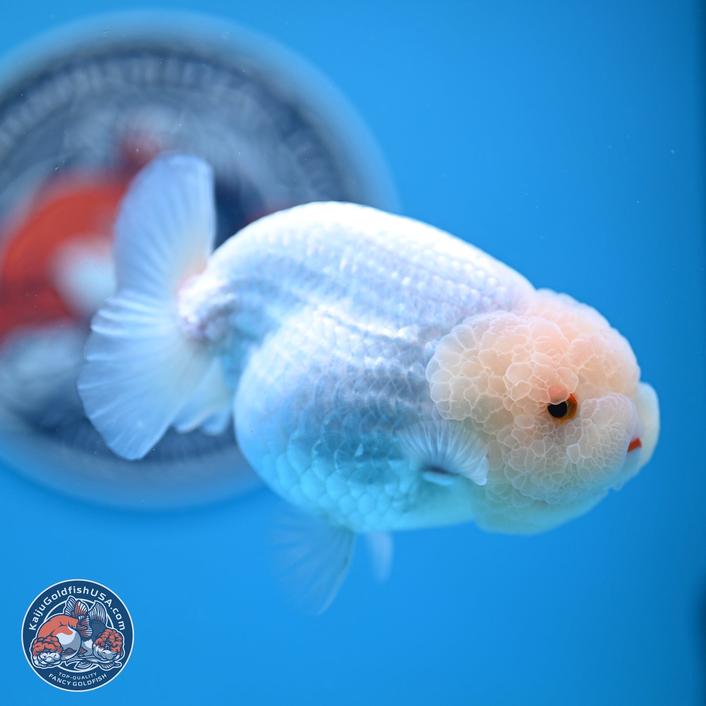 AA Grade Lemon Head White Lionchu 3.5-4 inches (240906_RC01) - Kaiju Goldfish USA