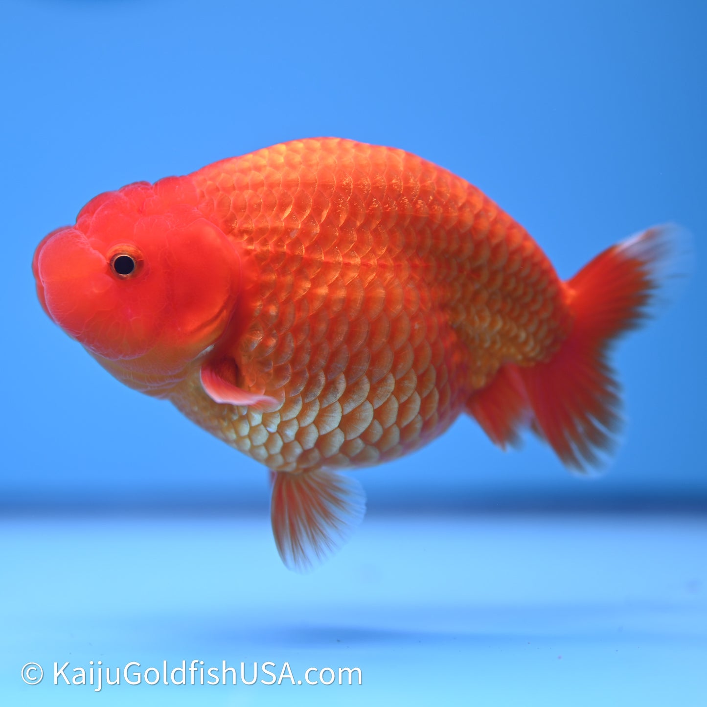 Red/Orange Buffalo Ranchu 4in Body (240621_RC01) - Kaiju Goldfish USA