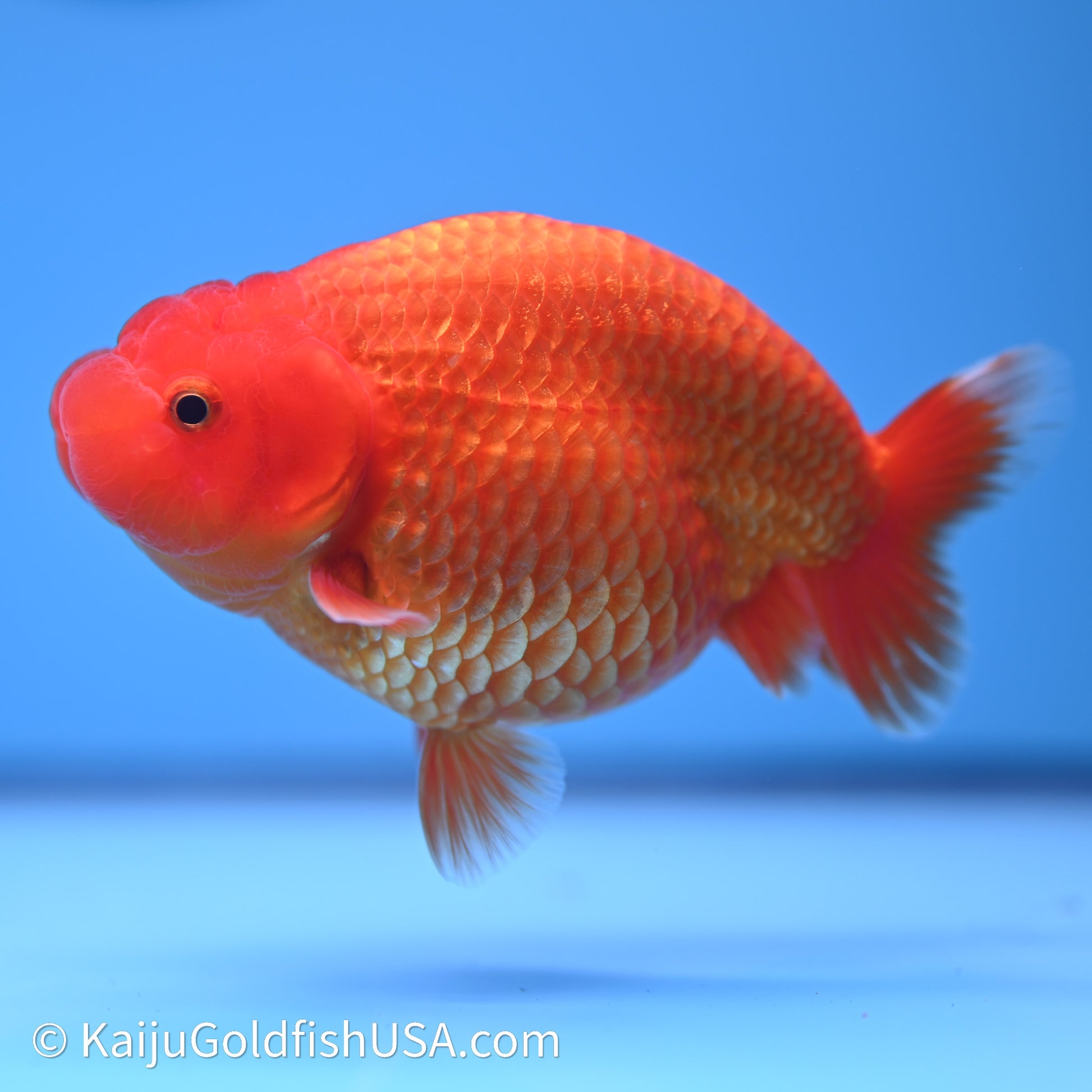 Red/Orange Buffalo Ranchu 4in Body (240621_RC01) - Kaiju Goldfish USA