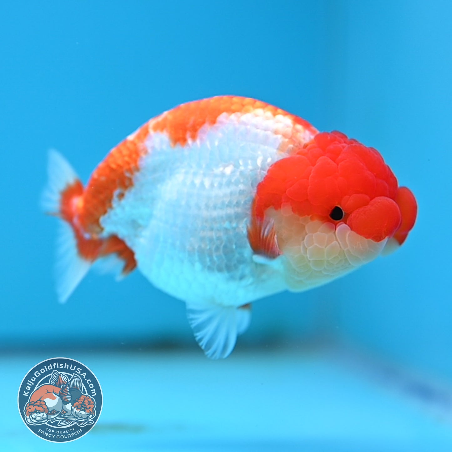 Red White Buffalo Ranchu 4 inches Body (250516_RC01)