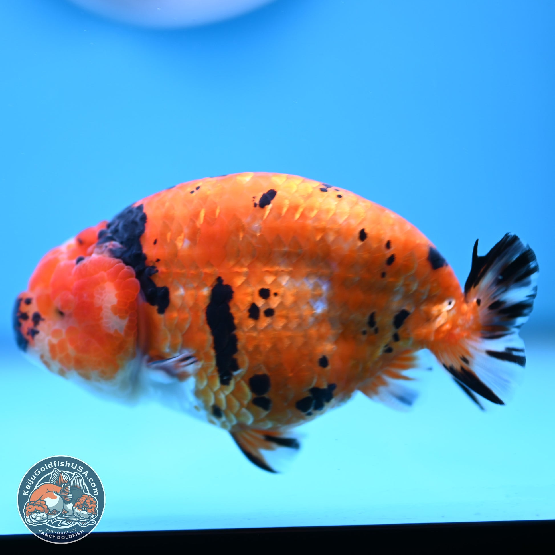 Gold Coin Sakura Ranchu 4.5 inches (241101_RC01) - Kaiju Goldfish USA