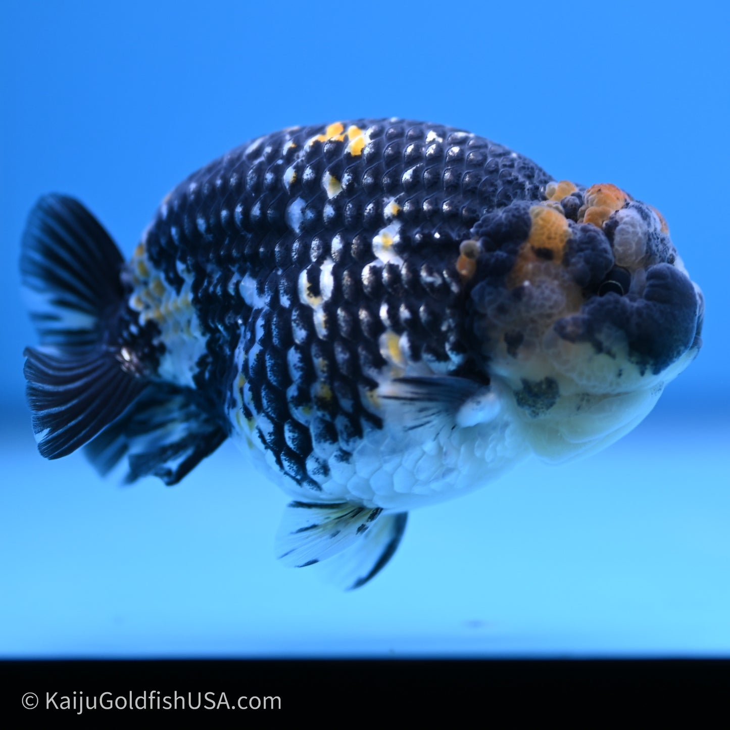 Tricolor Heavy Ink Tiger Ranchu 3.5 inches (240719_RC01) - Kaiju Goldfish USA