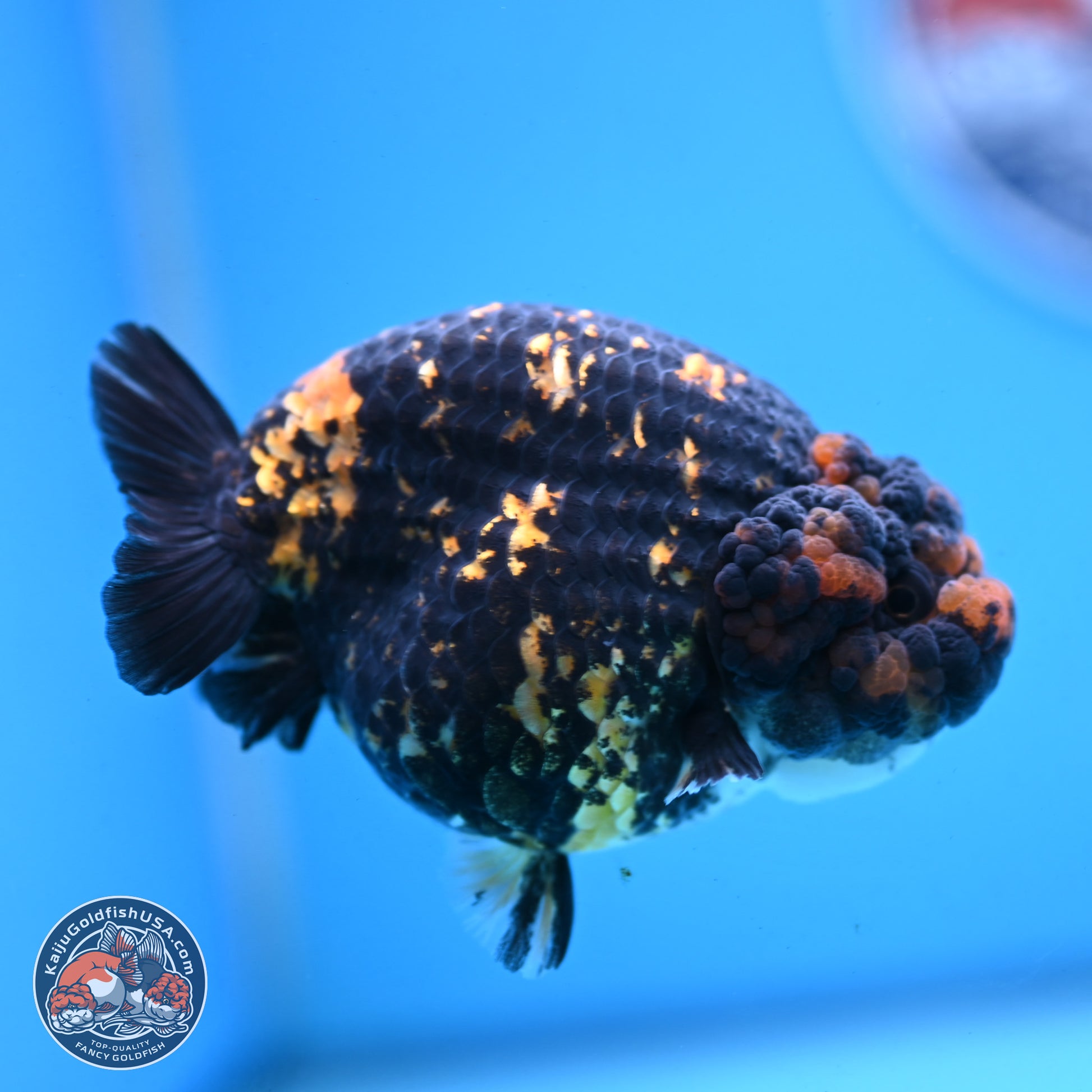 Heavy Ink Tiger Ranchu 4 inches Body - Female (250103_RC01) - Kaiju Goldfish USA