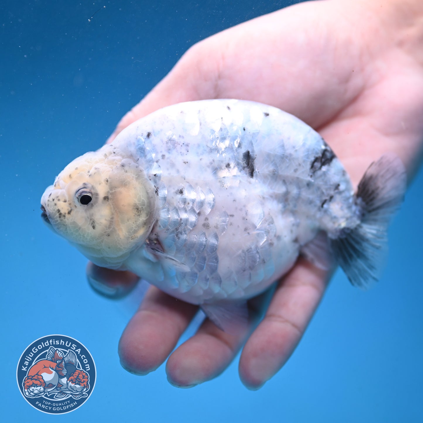 Granite Ranchu 4.5 inch Body (250926_RC01)